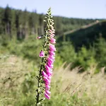 Tannenblick 2-4 Апартаменты *