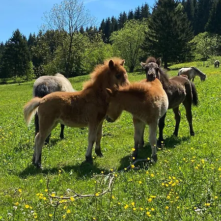 Tannenblick 2-4
